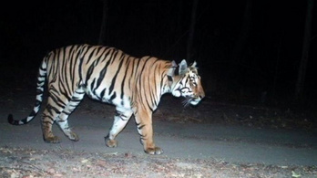 Territóriumot, élelmet és társat keres az indiai tigris
