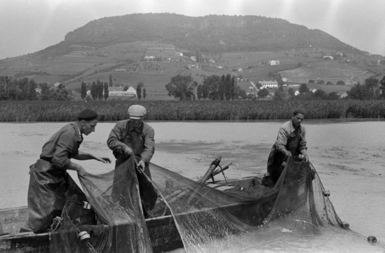 Hagyományos, kerítőhálós halászat a Badacsony alatt. Süt a képről, hogy nyáron sem lehetett egyszerű munka a halászmesterség. 