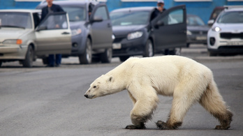 Tömegesen kóborolnak éhes jegesmedvék egy orosz város környékén