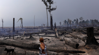 Brazília mégsem tud egyedül megbirkózni az esőerdők pusztulásával