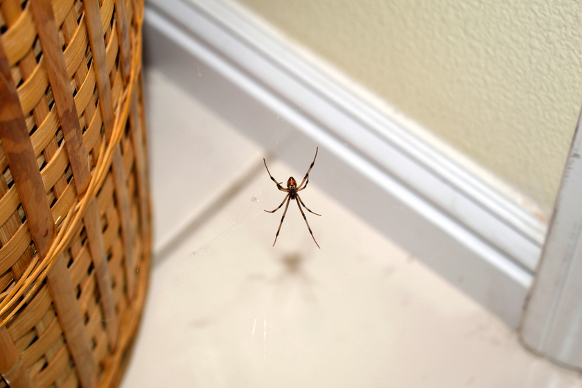 Ez a leghatásosabb házi pókriasztó: azonnal menekülnek előle