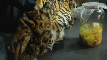 Befőttes üvegben ázó tigrismagzatokat próbáltak eladni indonéz orvkereskedők