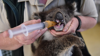 Több mint kétezer koala pusztulhatott el Ausztráliában