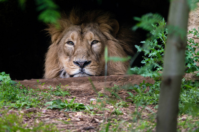 oroszlán állatkert terasz
