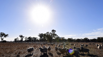 48 fokos hőség tombol Ausztráliában