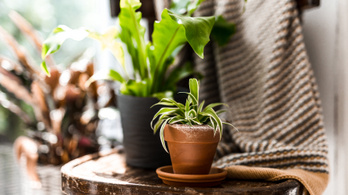 Lakásdzsungel: így lettek a szobanövények igazi házi kedvencek