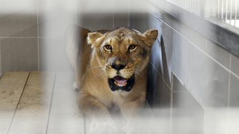 Ki kellett üríteni a Veresegyházi Medveotthont egy oroszlán miatt
