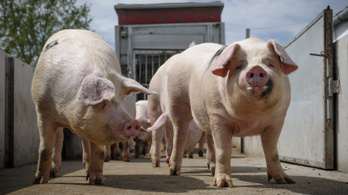 Kína vámcsökkentése a magyar disznóhús árára is hatással lehet