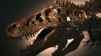 Mégsem létezett a T. rex törpe rokona