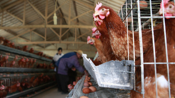 65 ezer csirkét ölnek le madárinfluenza miatt Lengyelországban