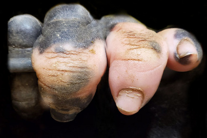 Szokatlan dolgot szúrtak ki a netezők a szülinapos gorilla ujjain - Nagyon fura látvány