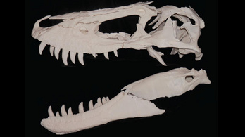 Tinédzser T-rexeket hittek külön fajnak