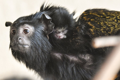 7 év után először születtek ilyen különleges kölykök a magyar állatkertben