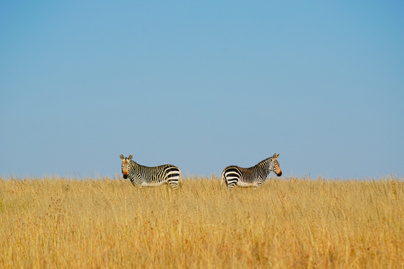 Ilyen furcsa zebrakölyköt még nem láttál: sem a színe, sem a mintája nem stimmel