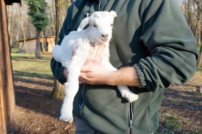 Nézd, milyen cuki! Imádni való kecskekölyök az év első újszülöttje a debreceni állatkertben