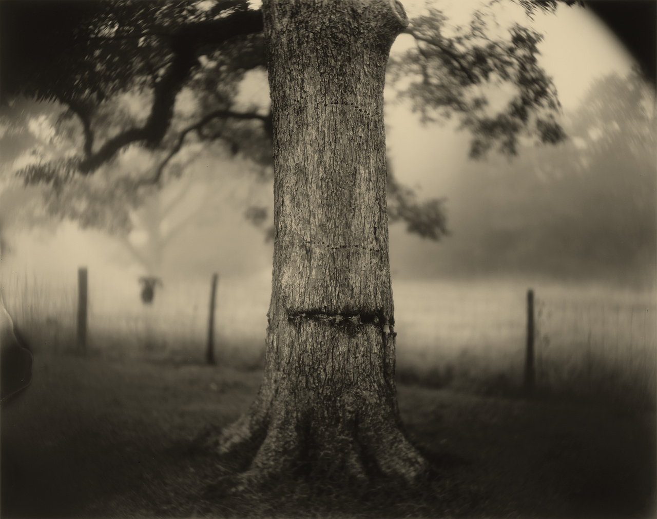 Deep South Untitled (Scarred Tree) 1998 gelatin silver print National Gallery of Art Washington Alfred H. Moses and Fern M. Schad Fund