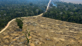 Nyolcvanöt százalékkal nőtt az erdőirtás az Amazonas-medence brazil szakaszán