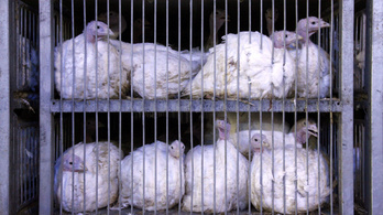 Magyar madárinfluenzás pulykahúsra figyelmeztettek Romániában a hatóságok
