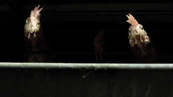 Kína egyetlen gramm baromfihúst sem hajlandó Magyarországról importálni a madárinfluenza miatt