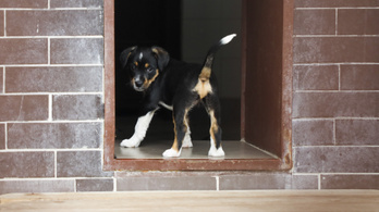 Váltságdíjért kerülnek elő az eltűnt kutyák Sepsiszentgyörgyön