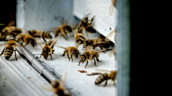 Mutáns baktériummal védik meg a méheket