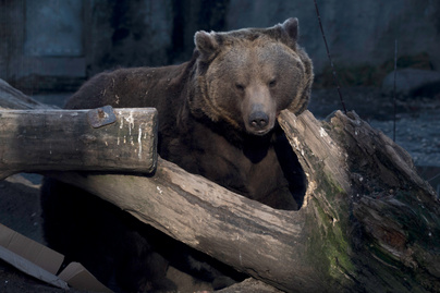 Meddig tart még az idei tél? Megjósolta a budapesti állatkert medvéje
