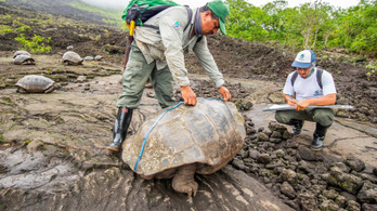 Kihalt galápagosi óriásteknősfajok leszármazottaira bukkantak