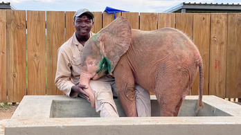 Albínó elefántlányt mentettek ki fojtóhurokból Dél-Afrikában