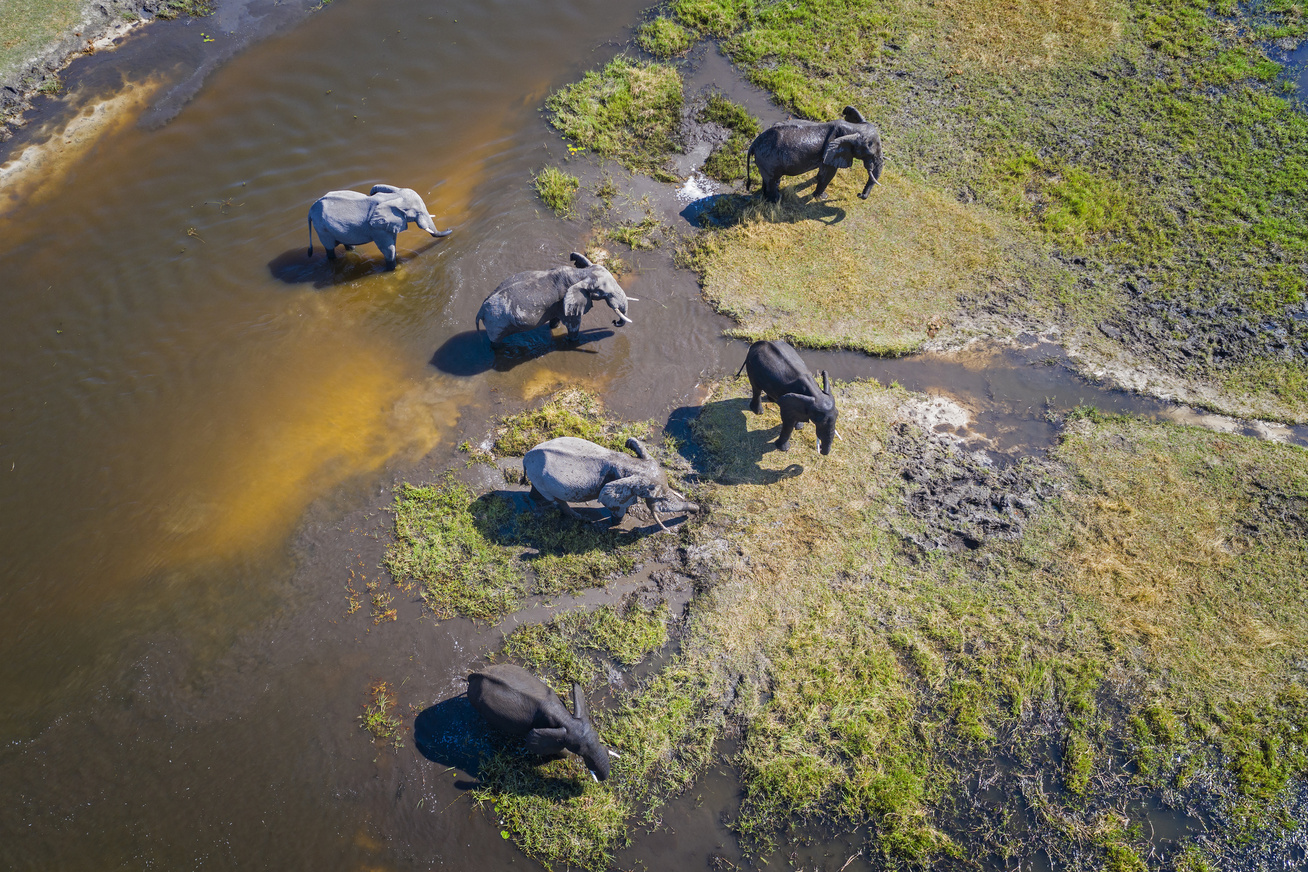 okavango delta elefántok