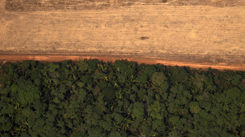 Kétszer annyi esőerdőt vágtak ki Brazíliában, mint egy éve ilyenkor