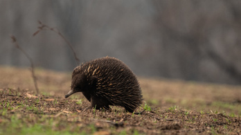Száznál is több állatfaj igényel azonnali segítséget az ausztráliai bozóttüzek miatt