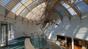 Visszalépnének a döntéshozók, mégsem viszik Debrecenbe a Természettudományi Múzeumot?