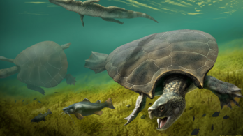 Szarvak is voltak a világ legnagyobb teknősének páncélján