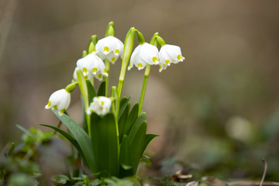 Csodaszép virágokkal köszöntött be a tavasz a magyar nemzeti parkban - Fotók