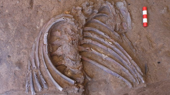 Ritka csontváz segíthet megérteni a neandervölgyiek temetkezési szokásait