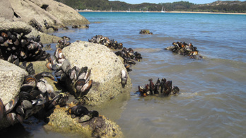 Több százezer kagyló főtt meg élve az új-zélandi hőhullámban
