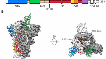 Feltérképezték a koronavírus fertőzéshez elengedhetetlen fehérjéjét