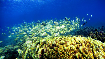 Az évszázad végére kipusztulhat a világ összes korallzátonya