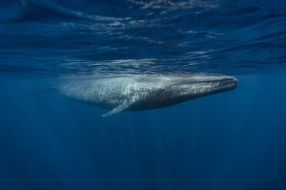 Szokatlan módon viselkednek a kék bálnák: ámulatba ejtette a jelenség a kutatókat