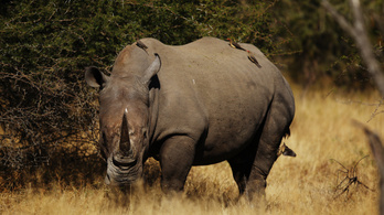 50 orrszarvút öltek meg botswanai orvvadászok