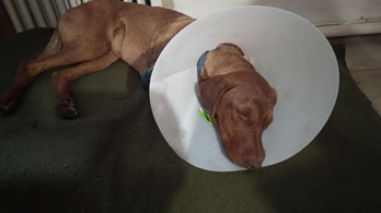 Családi ház udvarán lőttek rá egy 8 hónapos kutyára