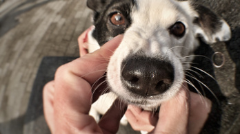 A kutyák orra érzékeli az infravörös sugárzást