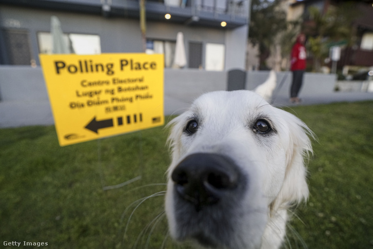Daisy, egy Golden Retriever az egyik San Diegó-i szavazókör előtt
