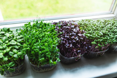 Hogyan termessz otthon mikrozöldeket? Kis helyen bőséges friss vitamin