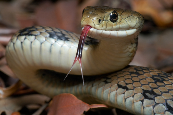 A világ 9 leghíresebb kígyója az Édenkerttől a nágákig