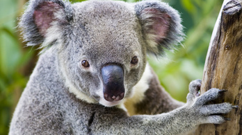 A bozóttüzek miatt veszélyeztetett faj lehet a koala