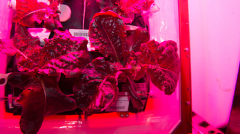 Az űrben termelt salátának pont olyan íze van mint a kertinek