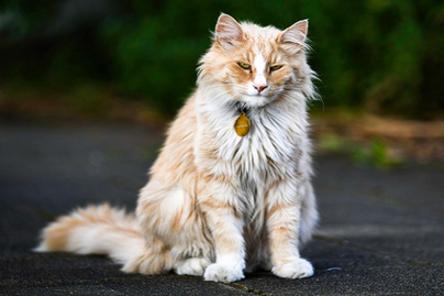 Helyi látványosság lett a cicából: minden turista őt fotózza