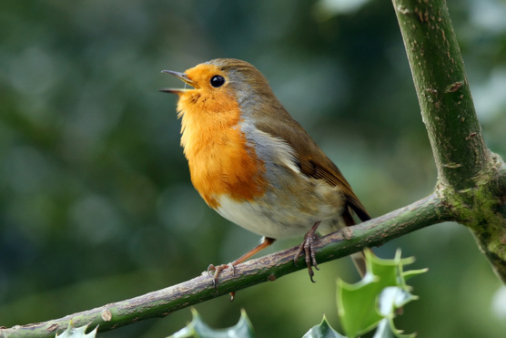 Miért énekelnek a madarak?