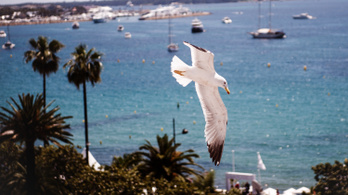Cannes: a szervezők cáfolják, hogy a járvány miatt elmaradna a filmfesztivál
